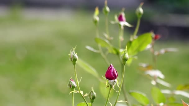 Roses in unopened buds — Stock Video