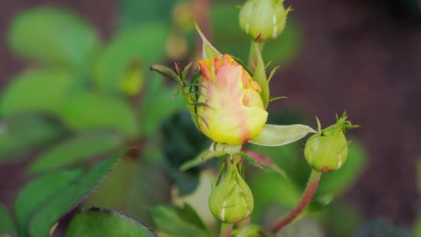 Rose germogli su sfondo sfocato — Video Stock