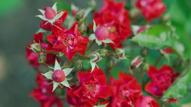 Красная роза, много бутонов — стоковое видео