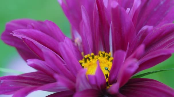 정원에 있는 우주의 꽃들 — 비디오
