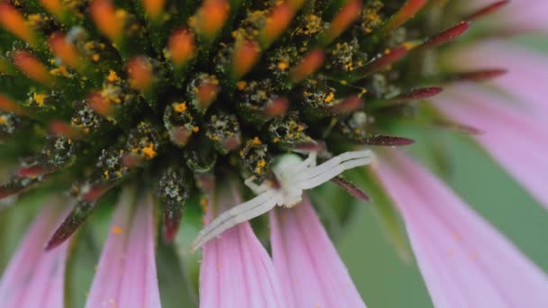 Цветок эхинацеи, макроснимок — стоковое видео