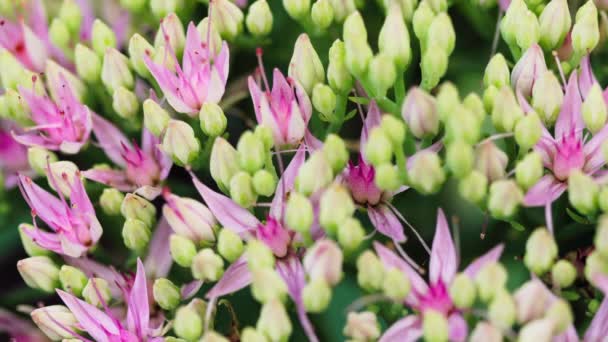 Bloemen sedum close-up — Stockvideo