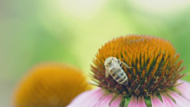 Méh nektárt gyűjt — Stock videók