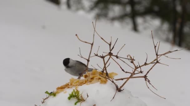นกในป่าฤดูหนาว — วีดีโอสต็อก