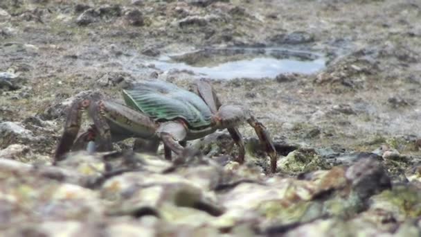 螃蟹在石头上，热带动物 — 图库视频影像