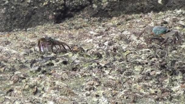 岩石海岸上的螃蟹 — 图库视频影像