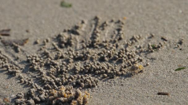 Caranguejo rola bolas de areia — Vídeo de Stock