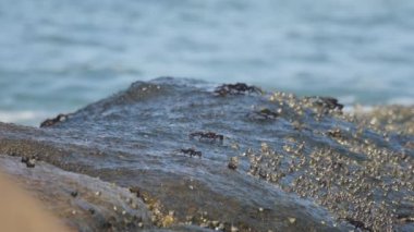 Kayadaki yengeçler, deniz kıyısındaki