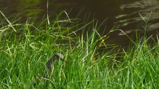 Heron πουλί στο πράσινο γρασίδι — Αρχείο Βίντεο