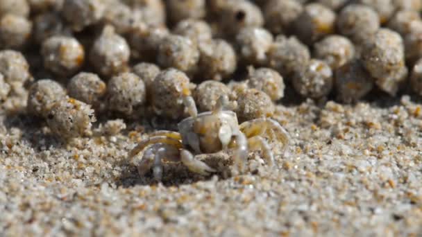 Macro shot, crab and sand balls — Stock Video