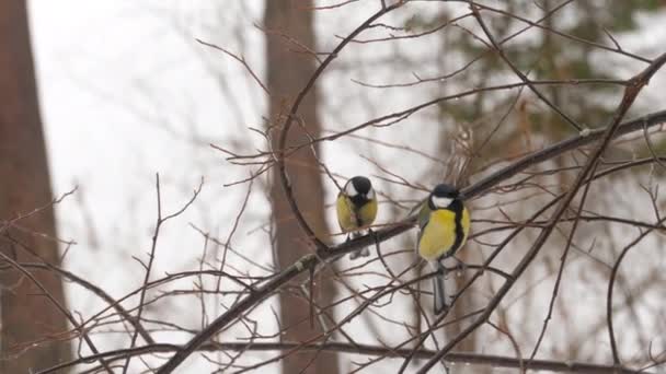 Ptáci Titmouse na stromě — Stock video