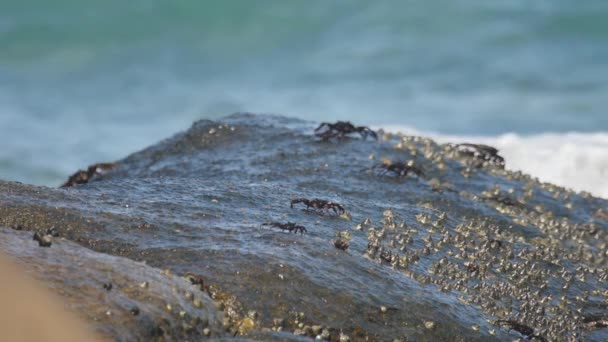 Krabben op de rots, zeekust Stockvideo