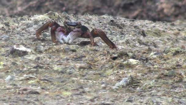 Crabe de mer sur la côte des tropiques — Video