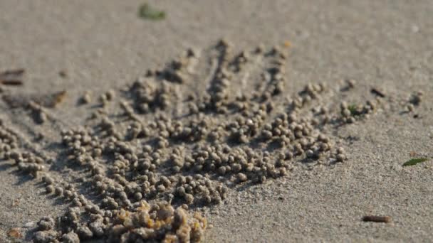 滚球的沙子的蟹 — 图库视频影像