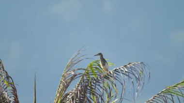 Palmiye ağacında balıkçıl kuşu
