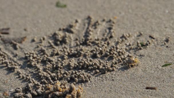 Крабовые шарики из песка — стоковое видео