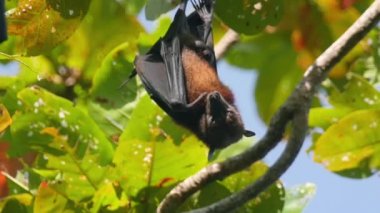 Baş aşağı uçan tilki