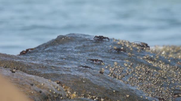 Zeekrabben aan de kust — Stockvideo