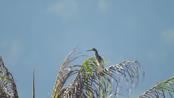 Vogel op de takken van een palmboom Videoclip