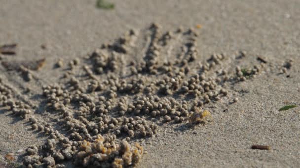 Καβούρι ρολά μπάλες της άμμου — Αρχείο Βίντεο