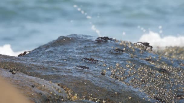 Krabbor på klippan, havskusten — Stockvideo
