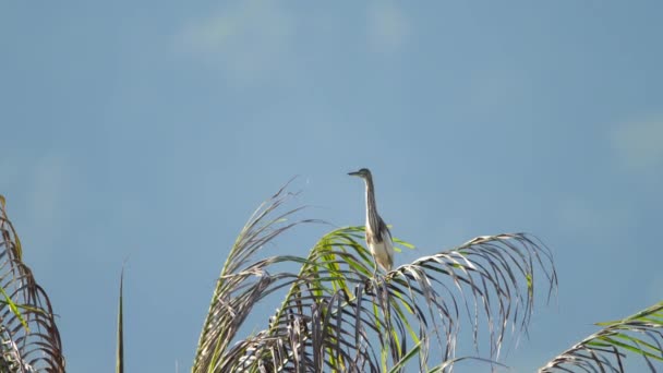 Pássaro de garça em uma palmeira — Vídeo de Stock