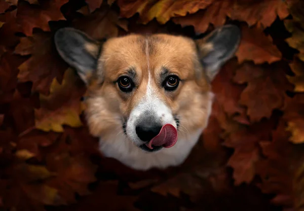 portrait of a cute corgi dog framed by colorful autumn bright leaves