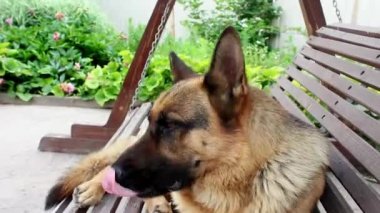 Alman çoban köpeğinin namlu ağzı çerçeveye bakıyor. Köpek dişleriyle bir sinek yakalar.