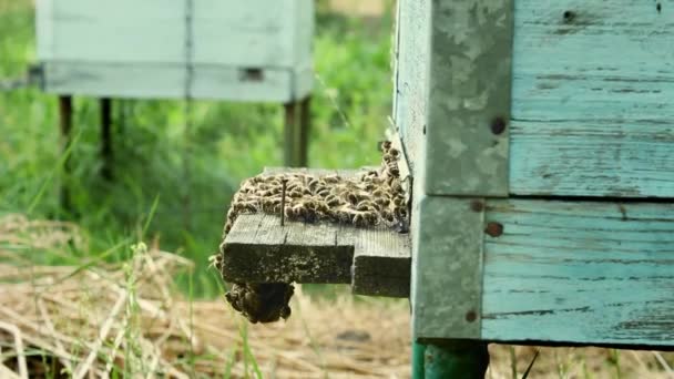 Bees fly out and fly into the round entrance of a wooden vintage beehive in an apiary close up view — Stock Video