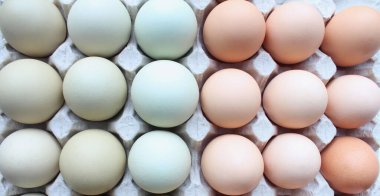 Tepside bir sürü tavuk yumurtası var. Karton yumurta tepsisinde kahverengi ve beyaz tavuk yumurtaları. Sağlıklı protein kahvaltısı için organik yumurta. Paskalya sembolü. Yumurtalar için karton tepside mavi tavuk yumurtası..