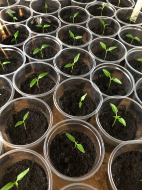 Plastik bardaklarda biber tohumları. İki yeşil yapraklı tohumlar. Plastik tepside taze biber tohumu