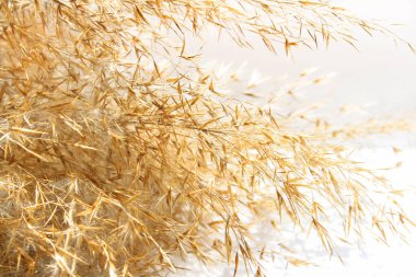 Açık renkli kuru kamış, sazlık tohumu. Bej rengi sazlıklar, otlar