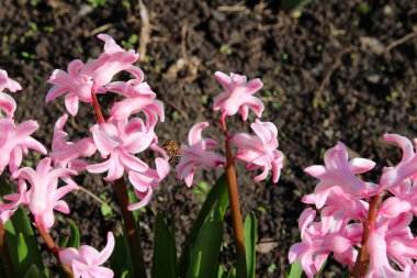 Bal arısı çiçeği döller.