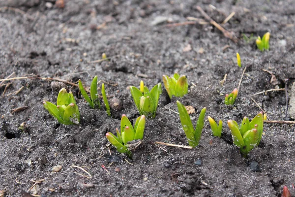 Die Ersten Blätter Der Blumen Die Frühling Blühen Grüne Krokusknospen — Stockfoto