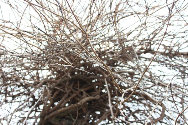 나뭇가지가 하늘을 실루엣 가지가 — 스톡 사진