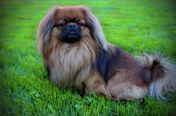 Güzel Köpek Pekin Kedisi Yeşil Çimlerin Üzerinde Oturur Pekin Köpeği — Stok fotoğraf