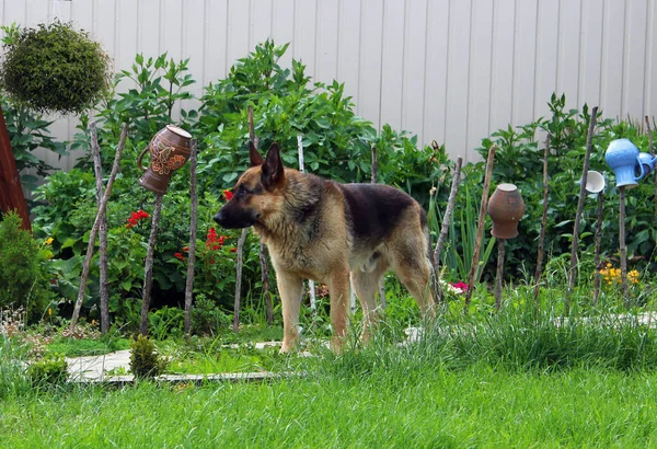 Schäferhund Hof Zwischen Den Blumen Ein Schöner Hund Der Rasse — Stockfoto