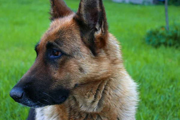 Bahçede Çiçeklerin Arasında Çoban Köpeği Alman Çoban Köpeği Portresi — Stok fotoğraf