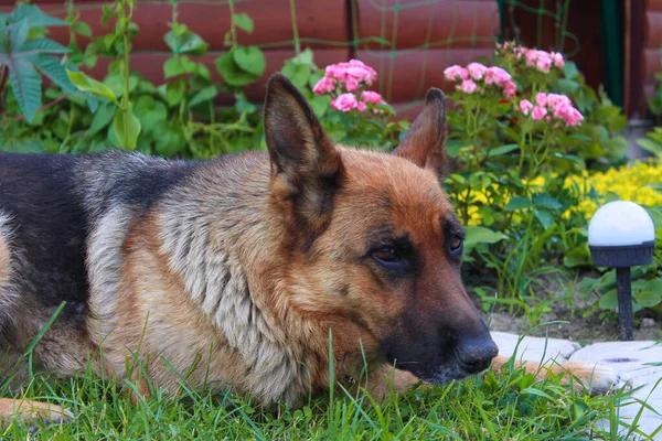 Bahçede Çiçeklerin Arasında Çoban Köpeği Alman Çoban Köpeğinin Güzel Bir — Stok fotoğraf