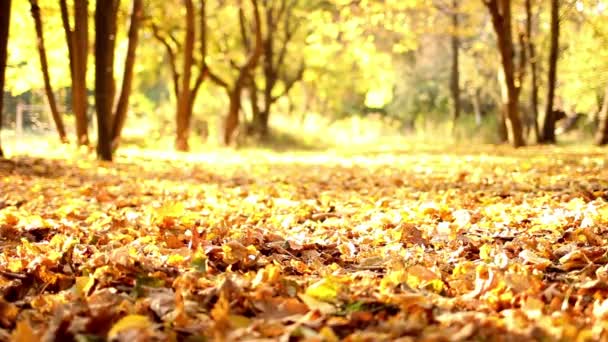 Gevallen Gele Oranje Herfstbladeren Liggen Grond Het Park Achtergrond Van — Stockvideo