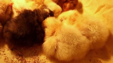 Farklı renkte uykulu yeni doğmuş bir grup tavuk bir kuvözle bir araya geldiler. Kümes hayvanları ve tavuk yetiştiriciliği. Tavuklara aşı.