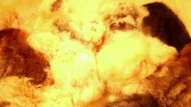 Farklı renkte uykulu yeni doğmuş bir grup tavuk bir kuvözle bir araya geldiler. Kümes hayvanları ve tavuk yetiştiriciliği. Tavuklara aşı.