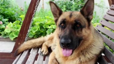 Alman çoban köpeğinin namlu ağzı çerçeveye bakıyor. Büyük, sevimli, siyah ve kahverengi hizmet köpeği Alman çoban köpeği yazın bahçede sallanıyor. Köpek eğitimi.