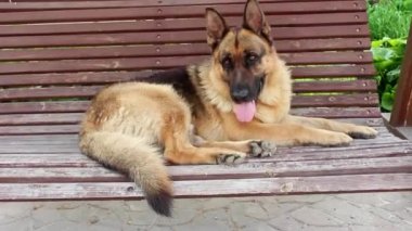 Büyük, sevimli, siyah ve kahverengi hizmet köpeği Alman çoban köpeği yazın bahçede sallanıyor. Köpek eğitimi. Evcil hayvan hayatı kavramı kayıp ve enkaz altındaki insanları arıyor.