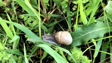 Tahtada sürünen çizgili bir salyangoza yaklaş.