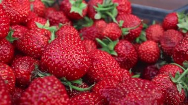 Sulu, olgun, kırmızı çilek hasadı. Yaz meyveleri, meyveler. Sağlıklı vejetaryen yemeği kavramı. Çilek arkaplanı. Kapatın. Yumuşak odak