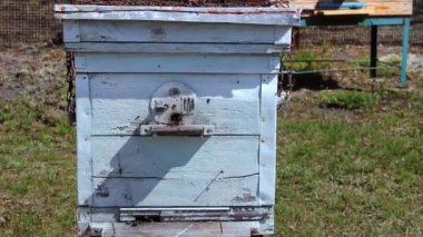 Bal arıcılık ürünüdür. Arılar dışarı uçar ve arıların yakından baktığı ahşap bir arı kovanının yuvarlak girişine uçarlar. Arı kovanlarının etrafında uçuşan bal arıları..