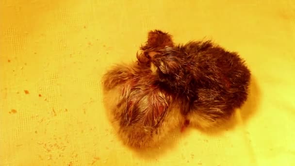 Dwa Małe Nowonarodzone Kurczaki Różnym Kolorze Ściskały Się Razem Inkubatorze — Wideo stockowe