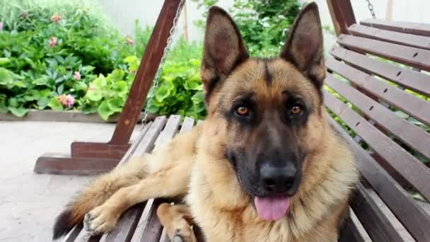 Alman Çoban Köpeğinin Namlu Ağzı Çerçeveye Bakıyor Büyük Sevimli Siyah — Stok video