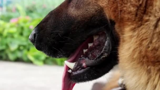 Άνοιξε Στόμα Ενός Σκύλου Από Κοντά Φίμωτρο Του Γερμανικού Ποιμενικού — Αρχείο Βίντεο